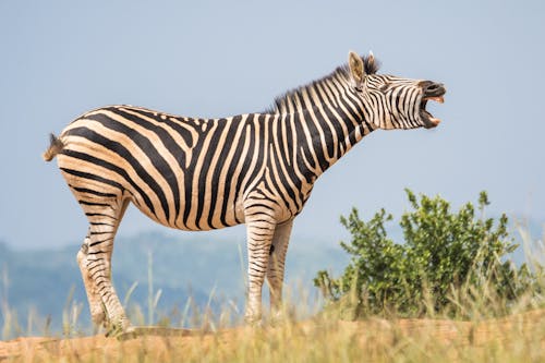 Witte En Zwarte Zebra Staande Op De Grond