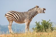 特写镜头中，一只斑马在草原上打哈欠，展示了它引人注目的条纹