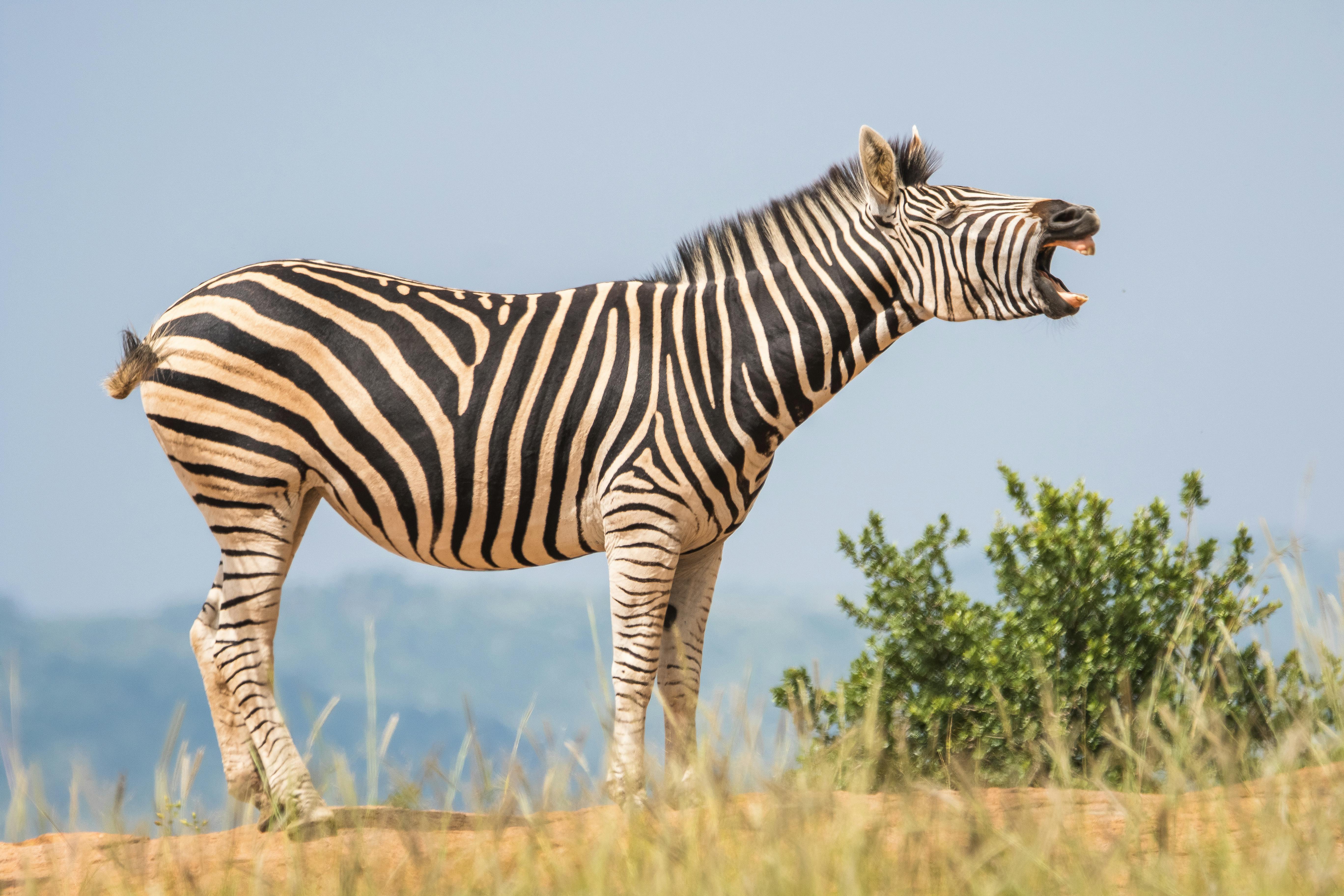 1,000+ Best Zebra Photos · 100% Free Download · Pexels Stock Photos