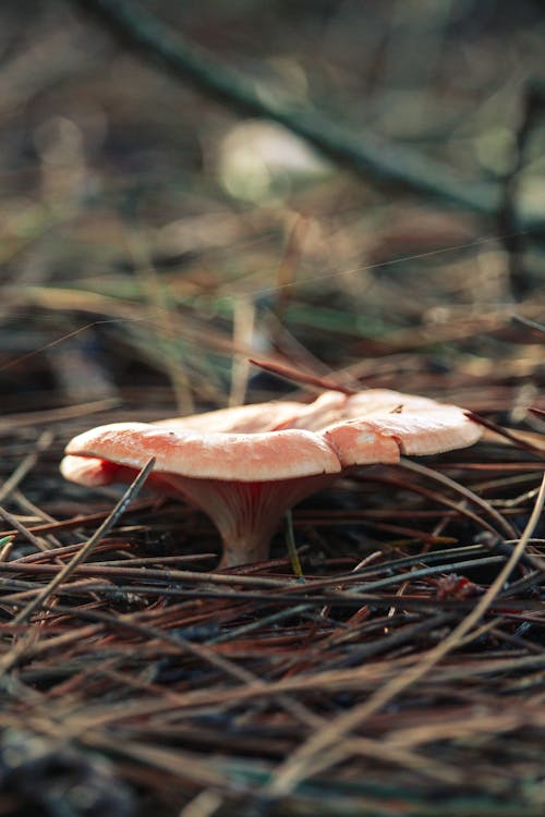 Free stock photo of big mushroom, brown, flat