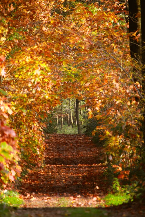Path in a Forest in Autumn 