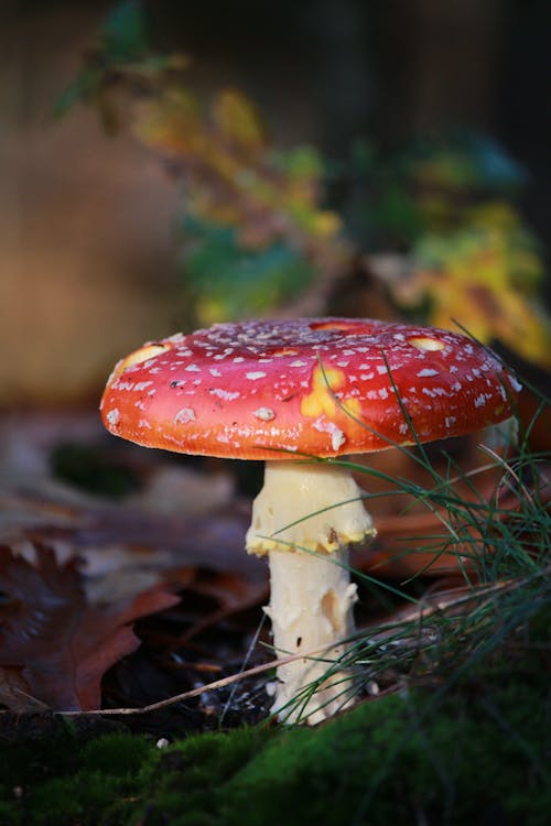 Toadstool in a Forest 