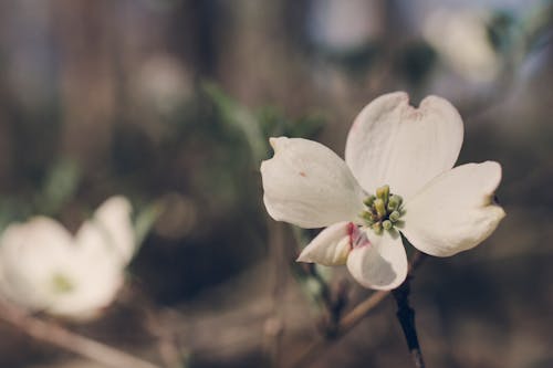 Fotos de stock gratuitas de flor