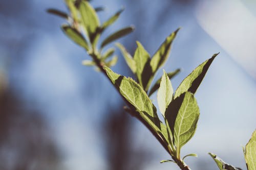 Fotos de stock gratuitas de hojas, hojas verdes