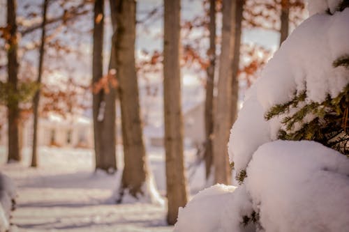 Fotos de stock gratuitas de nevar