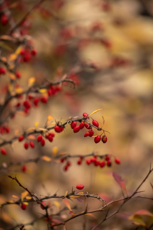Barberries on Branches