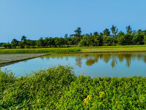 Free Serene rural landscape with lush greenery and reflective pond in Madhuban, India. Stock Photo