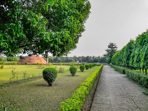 A walkway in a park with trees and bushes