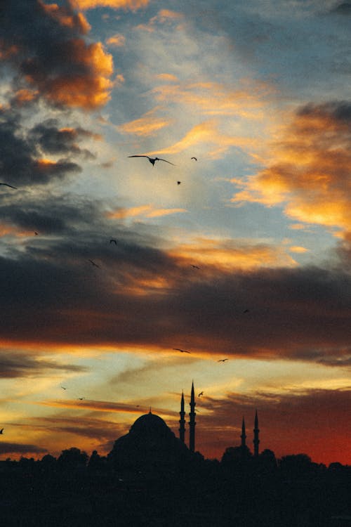 Birds Flying in Sky over Istanbul in Evening