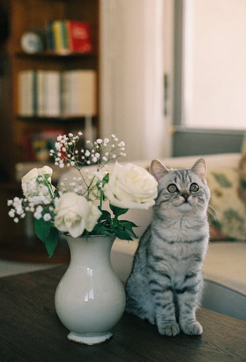 Tabby Kitten by Flowers in Vase