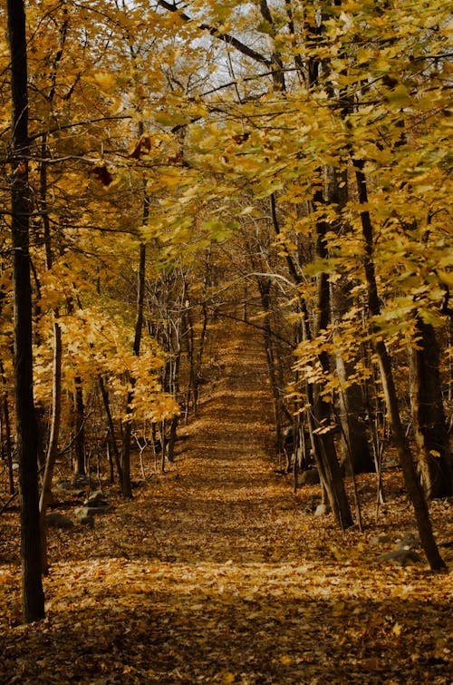 Fotobanka s bezplatnými fotkami na tému jeseň, les, pád
