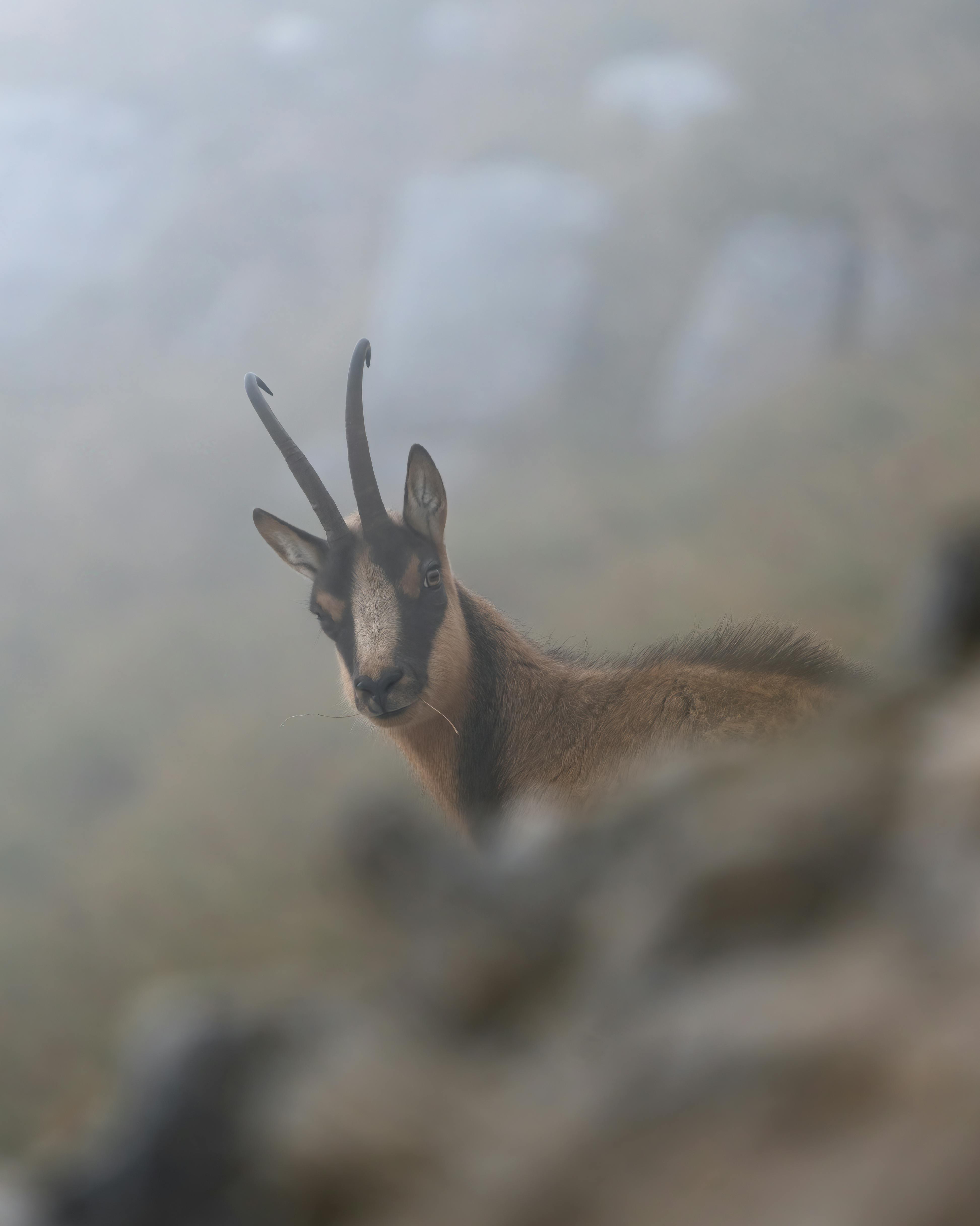 Gratuit Photos gratuites de abruzzo, alpin, animal Photos