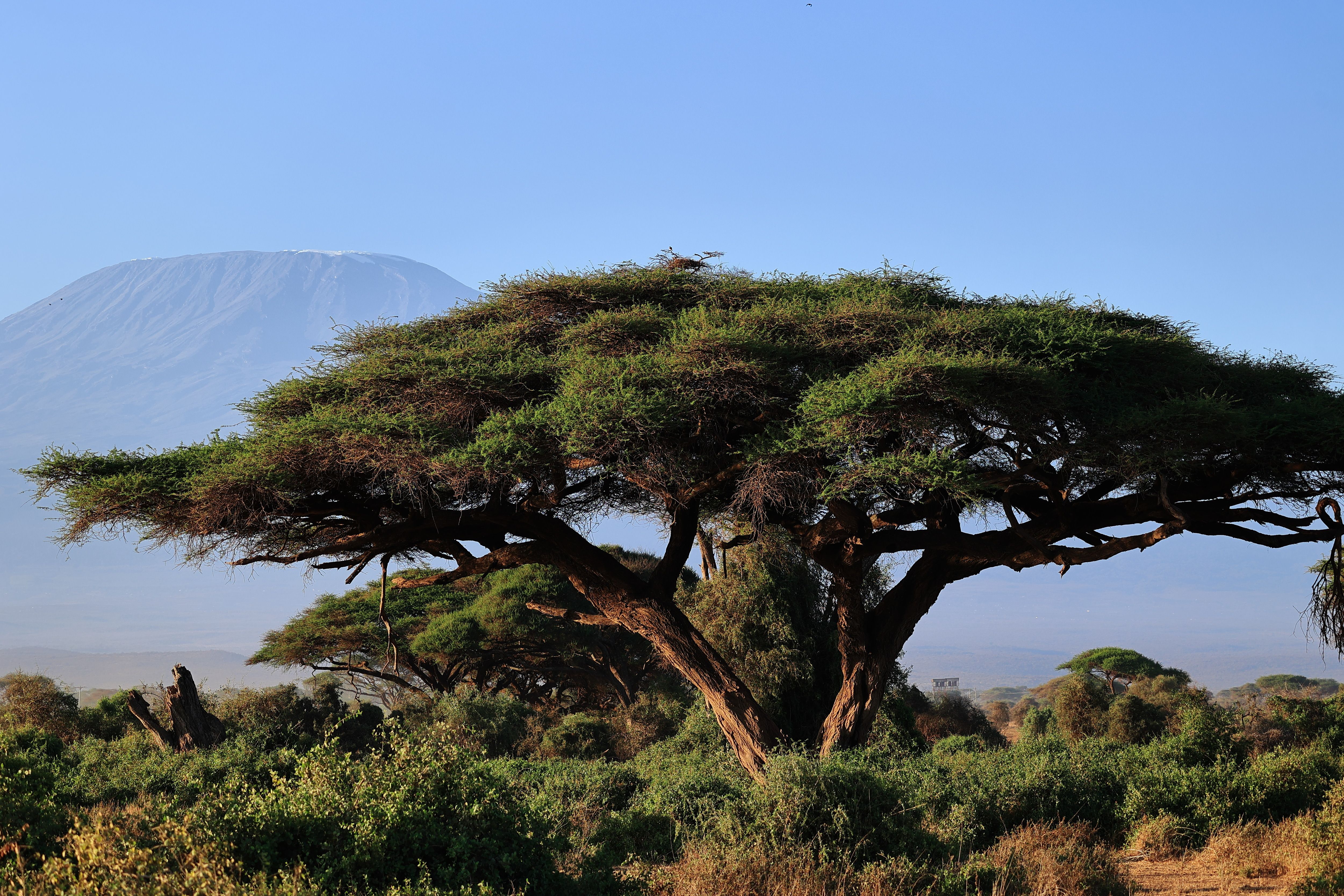 The paved road leading from JRO airport toward Moshi with acacia trees and clear skies - Kilimanjaro airport to Moshi