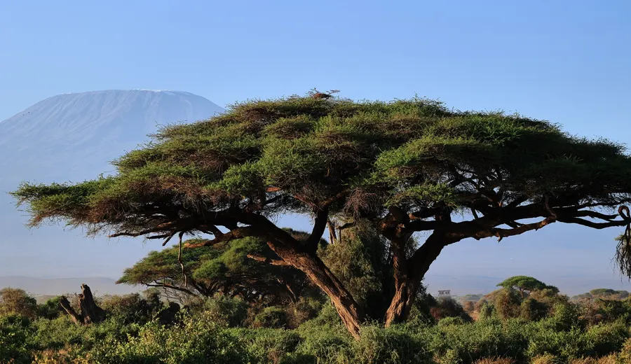 Arusha & Kilimandjaro