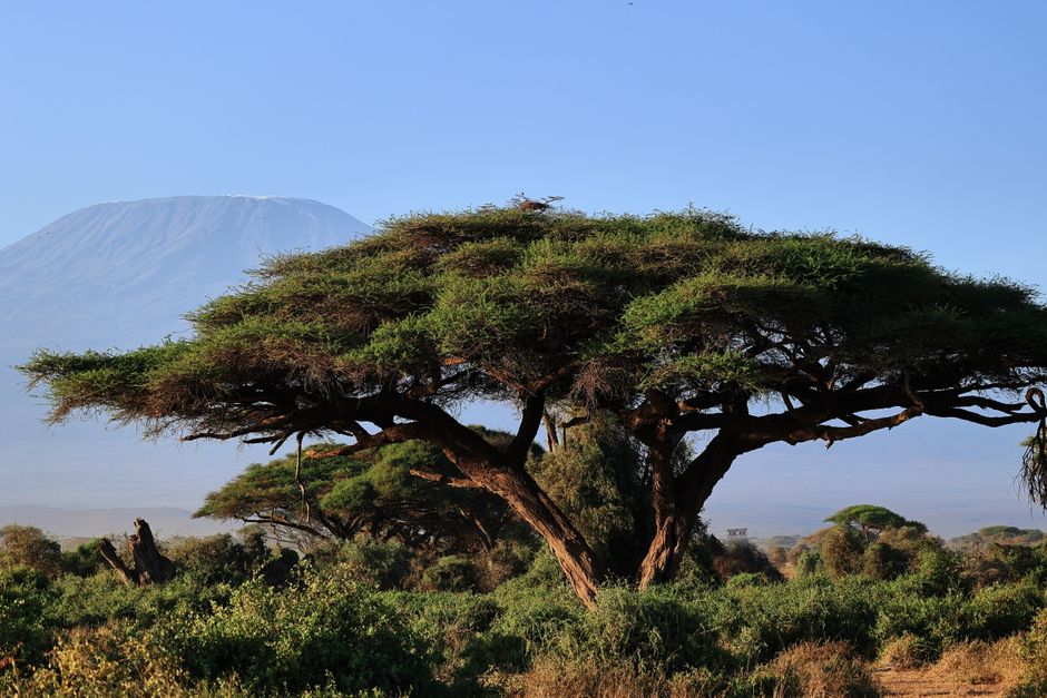 The paved road leading from JRO airport toward Moshi with acacia trees and clear skies - Kilimanjaro airport to Moshi The paved road leading from JRO airport toward Moshi with acacia trees and clear skies - Kilimanjaro airport to Moshi