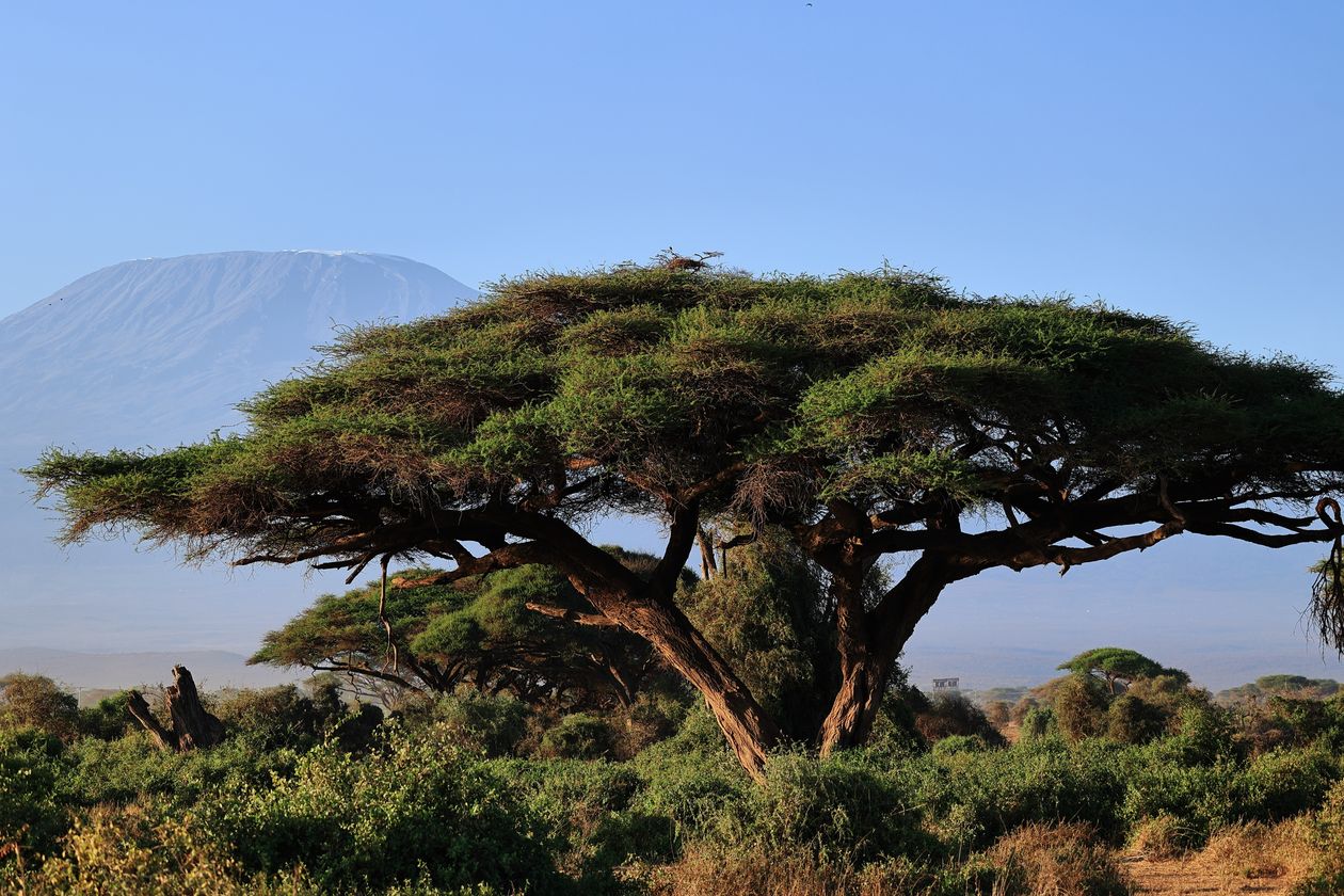 Acacia Tree
