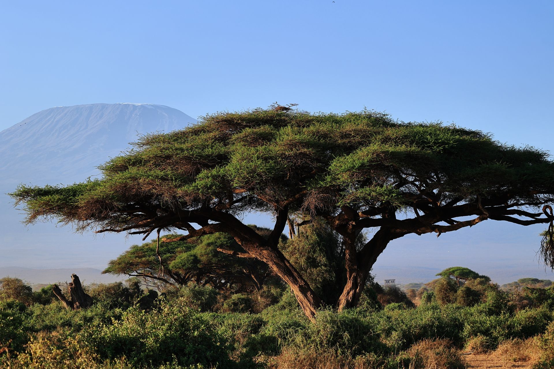 9-Day Kilimanjaro Northern Circuit