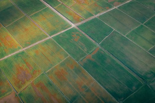 Aerial shot of green cropland showcasing geometric patterns and lush vegetation.