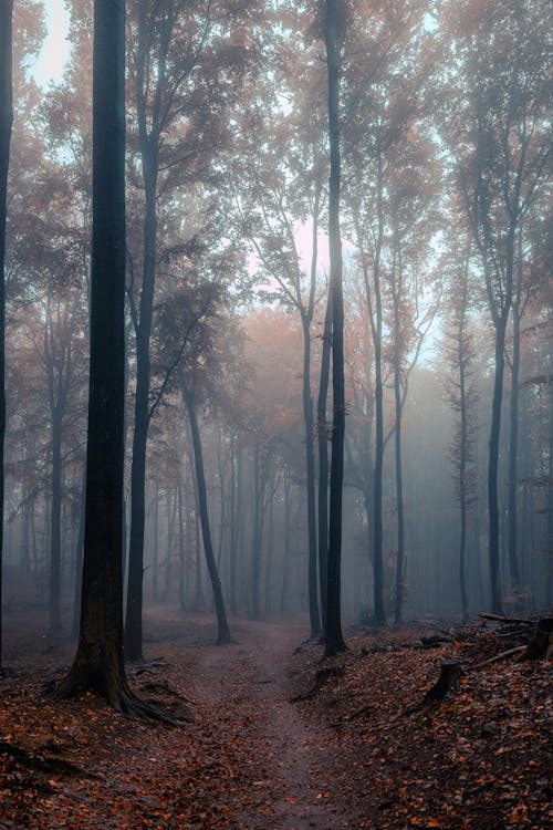 Fog among Trees in Forest in Autumn