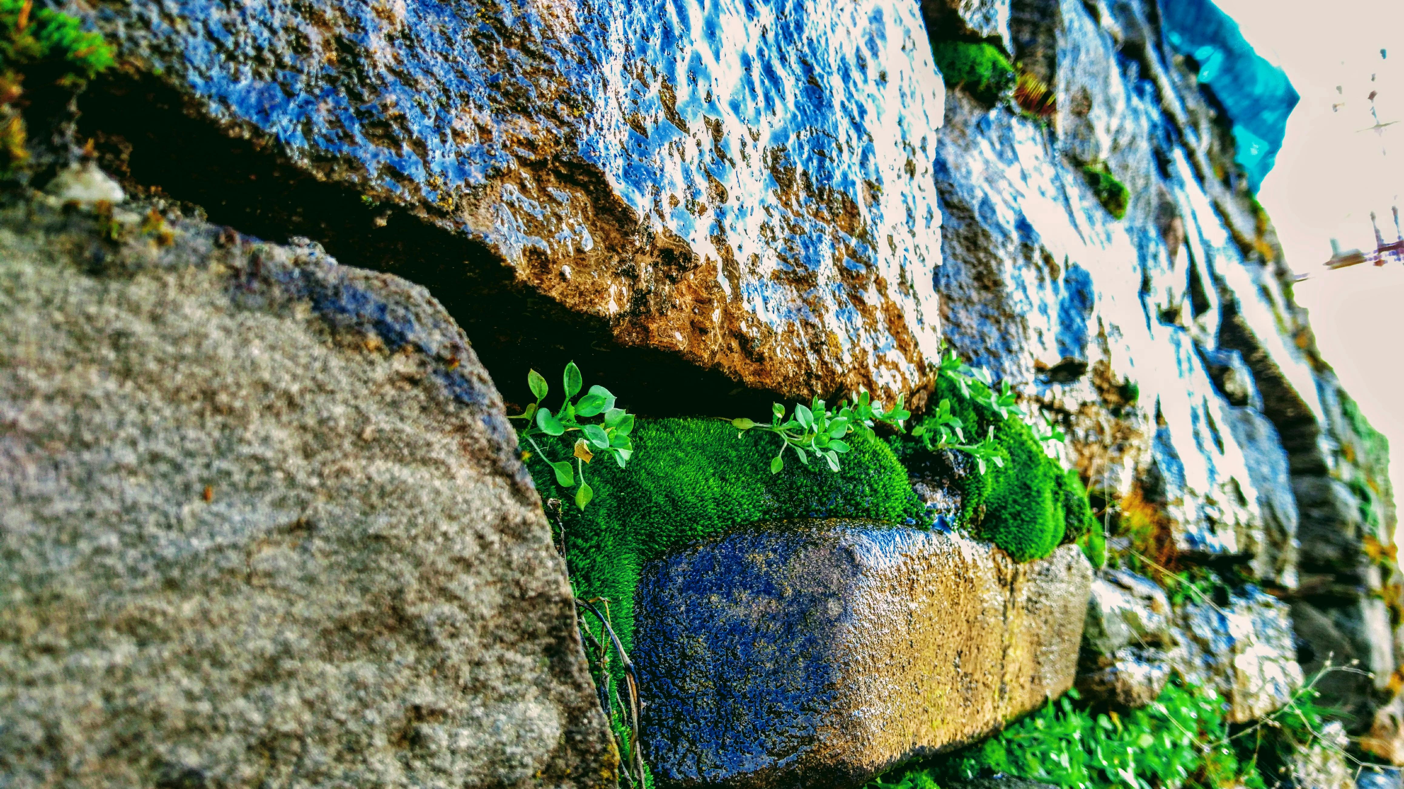 Free stock photo of flower growing between rocks, grave stones, nature