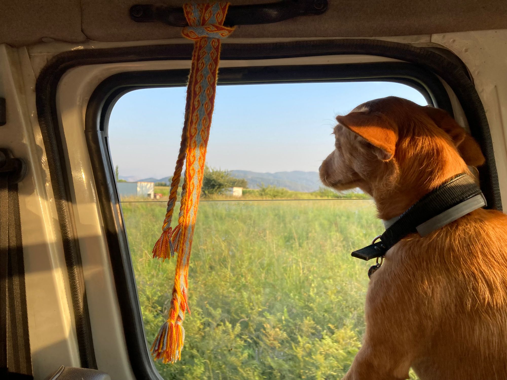 A dog in a car looking out of the window at a field, enjoying a sunny day.