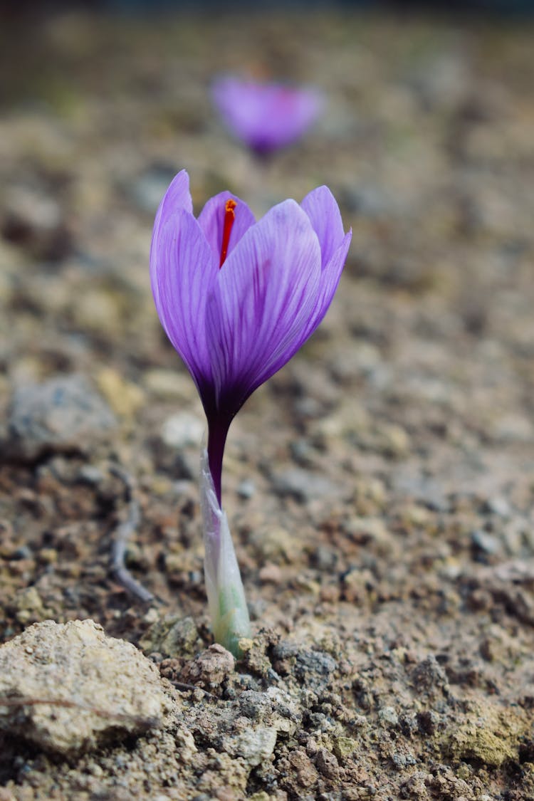 Purple Crocus Flower On The Ground 