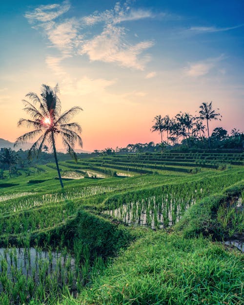 Green Rice Terraced Fields in the Evening