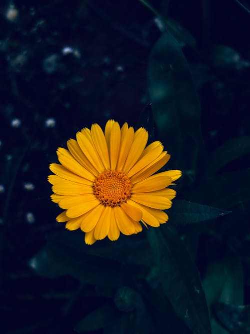 Foto stok gratis berbunga, bunga, bunga marigold