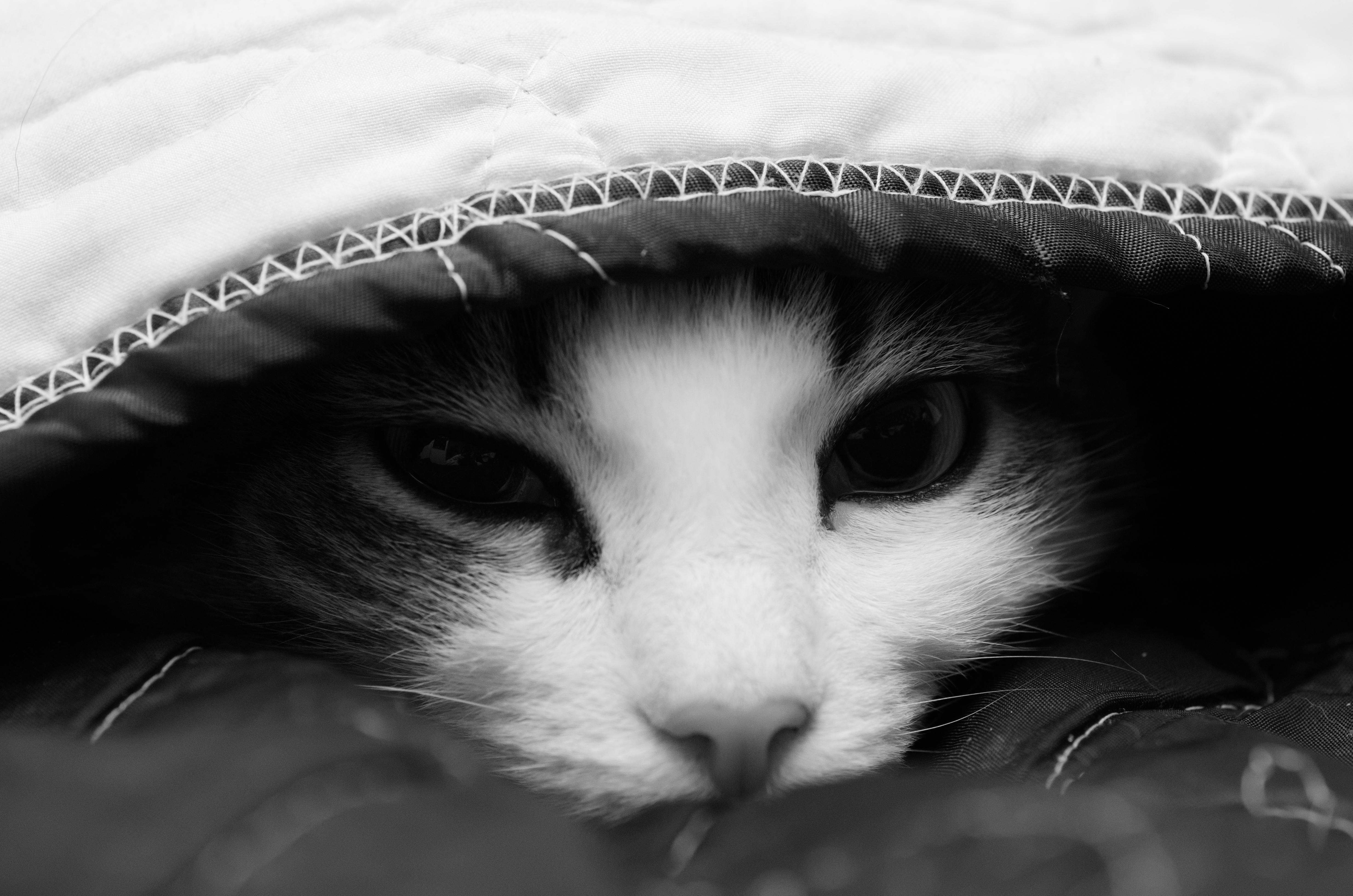 Free stock photo of black and white, cat, cat face