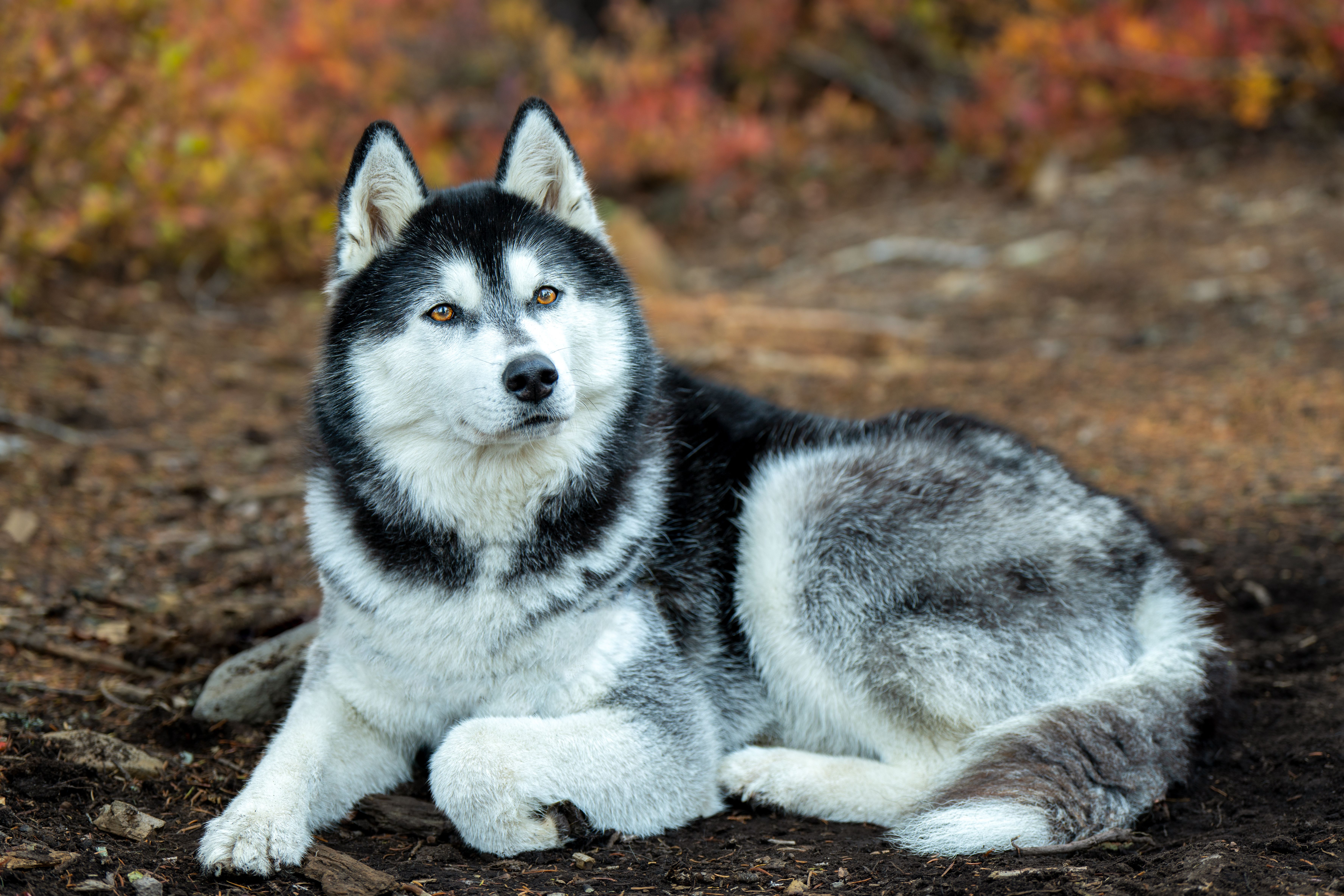 Siberian Husky lying on the ground during fall, surrounded by autumn foliage.