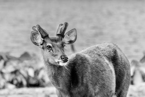 Deer in Black and White