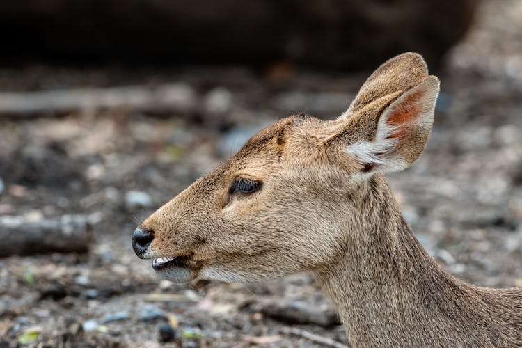 Portrait Of A Deer 