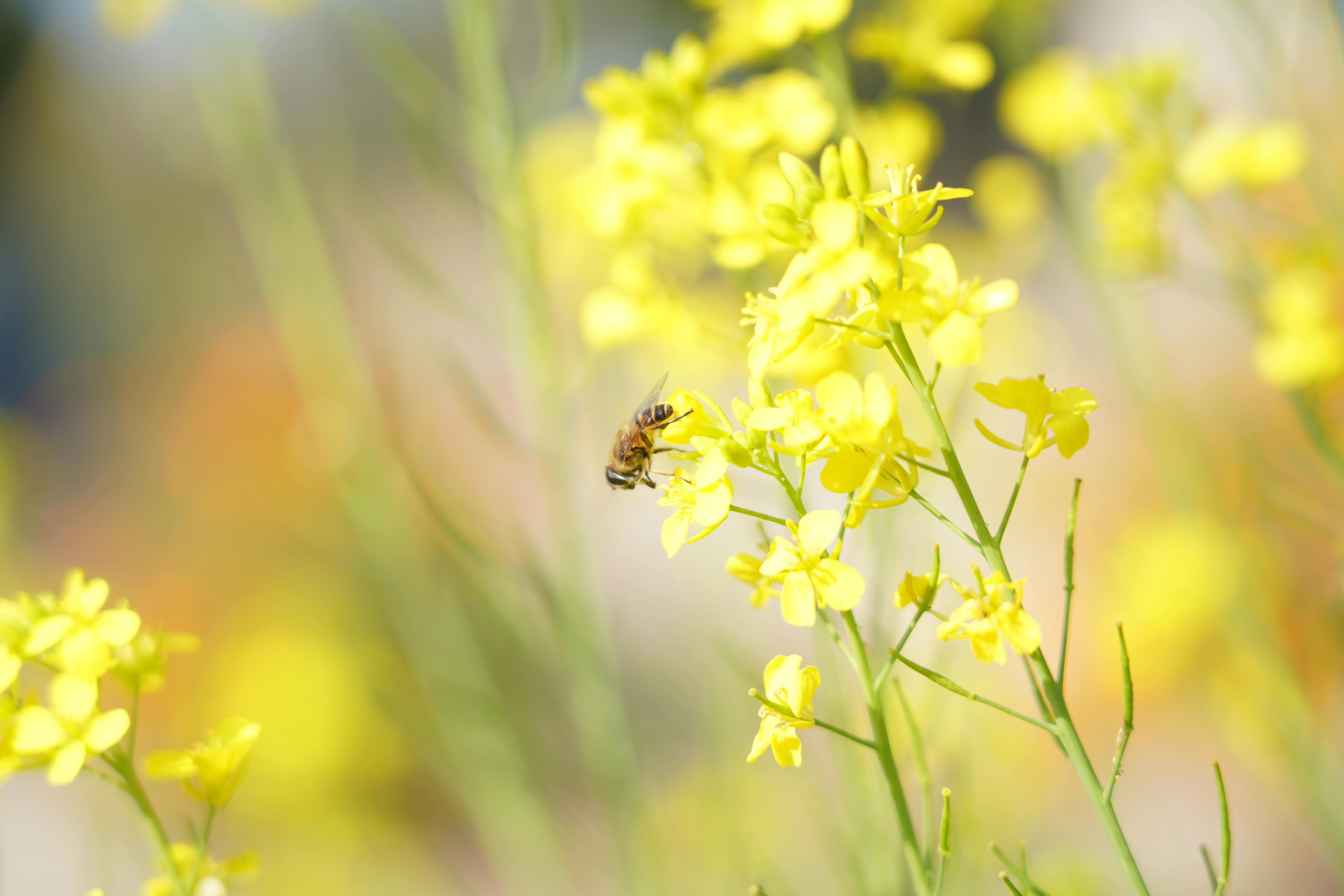 Free stock photo of bee, flower, honey bee