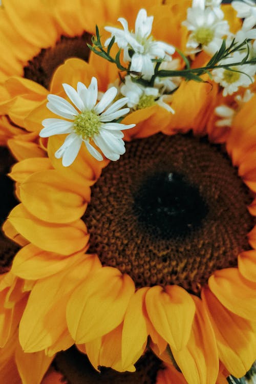 Foto stok gratis bunga matahari, bunga-bunga, dekoratif