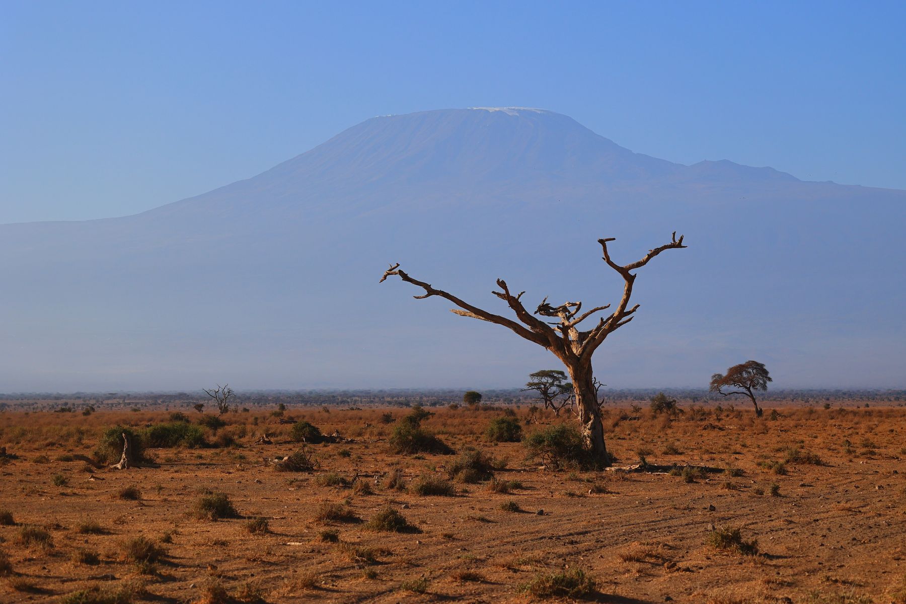 Lone withered tree standing on dry Kenyan plains