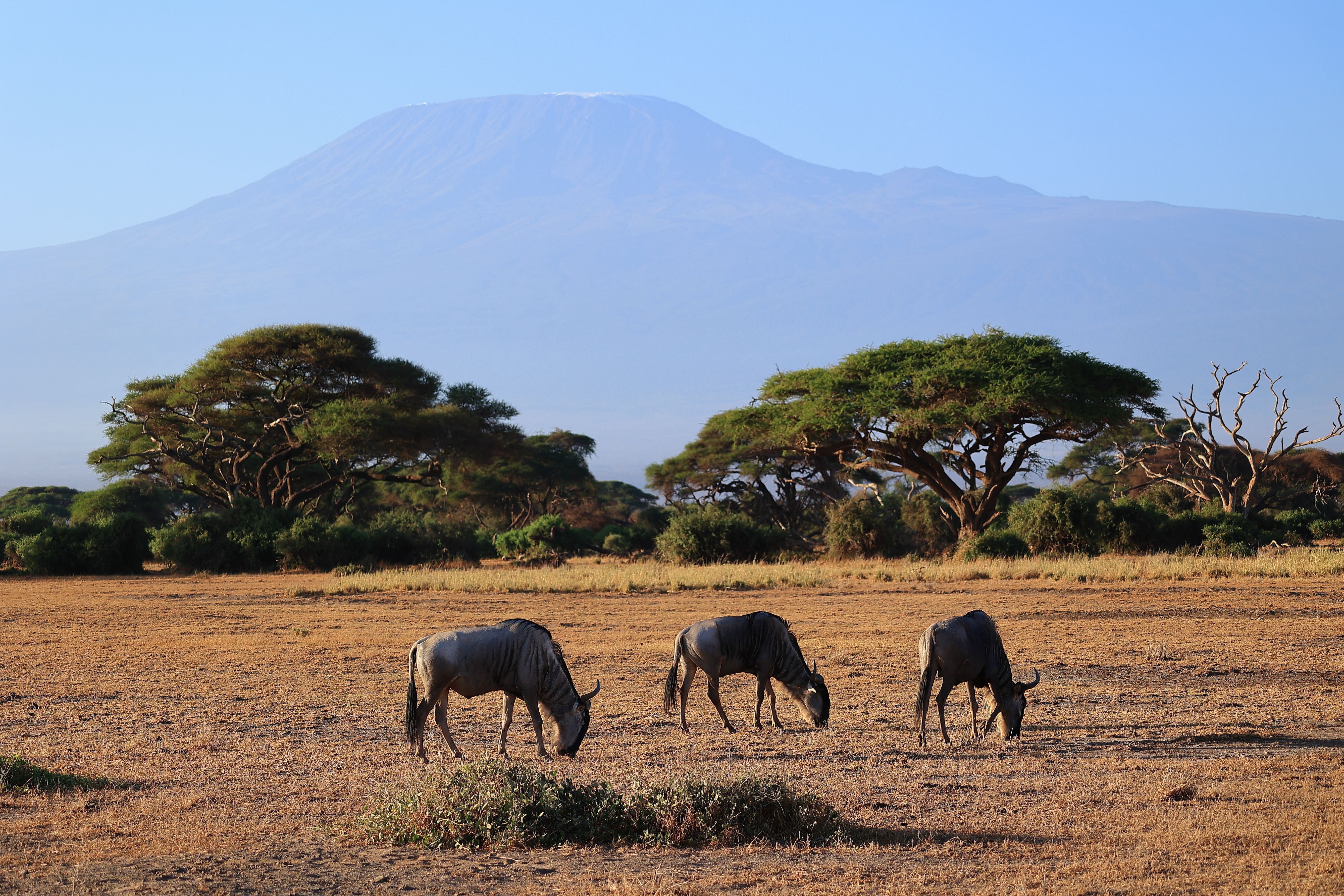 Stunning 7-Day Machame Route Hiking Kilimanjaro Mountain Review 2026 - Wildebeests grazing in the savanna with Mount Kilimanjaro in the background in Kajiado County, Kenya.