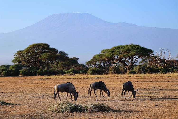 Goats On A Field In Africa 