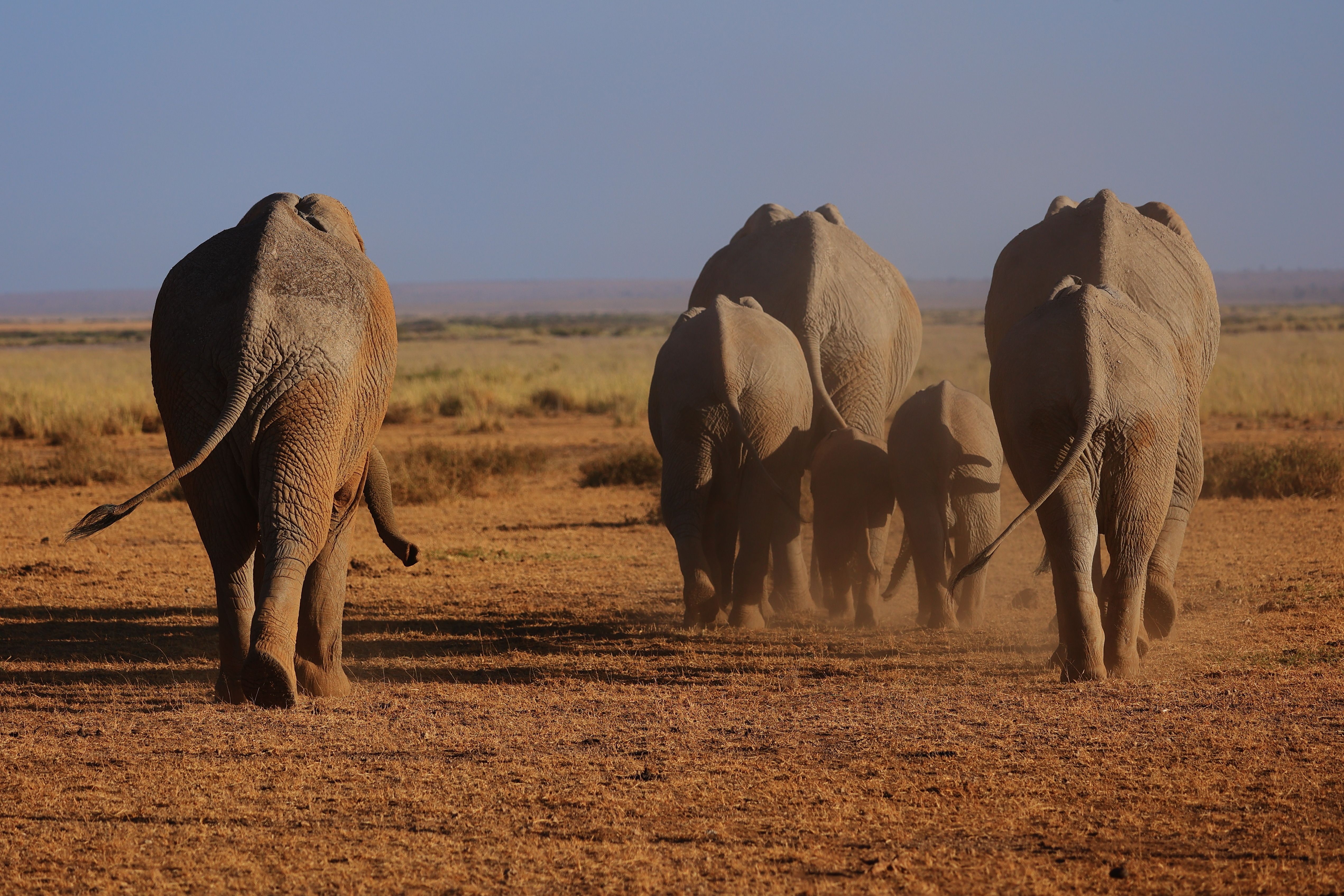 A herd of elephants gracefully walks through the savanna in Kajiado County, Kenya, showcasing wildlife beauty.