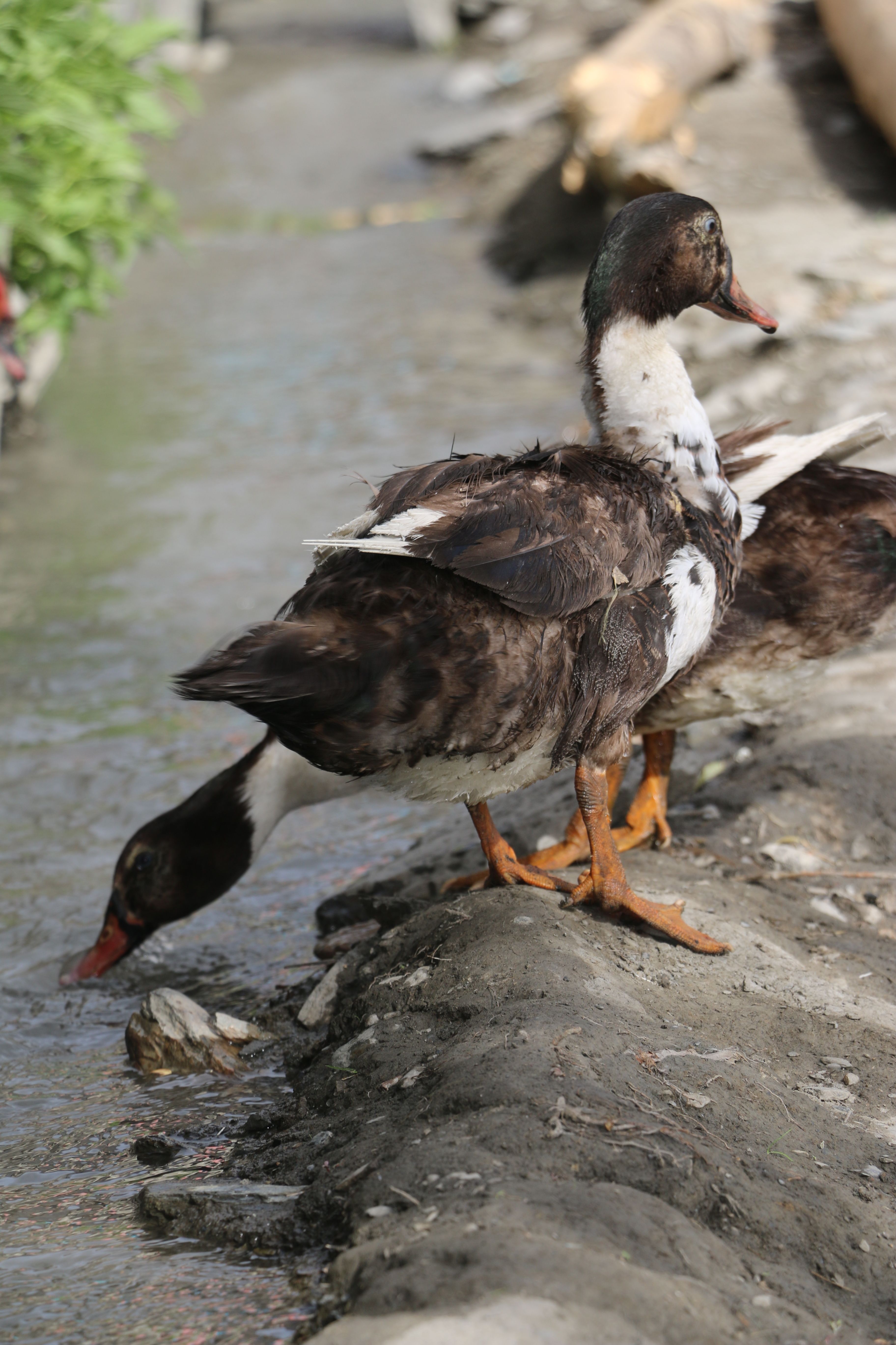 Ducks drinking at riverbank in Yasin Valley, captured in natural habitat.
