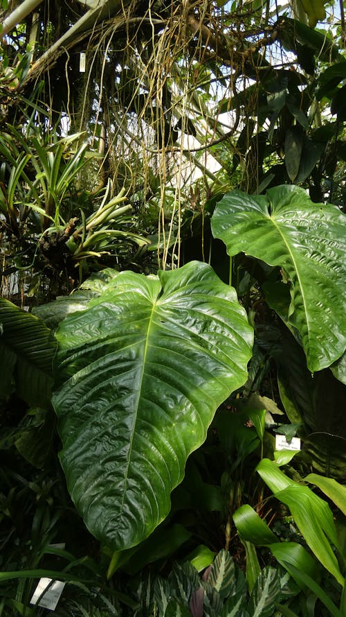 Imagine de stoc gratuită din anthurium, grădina botanică, orhidee