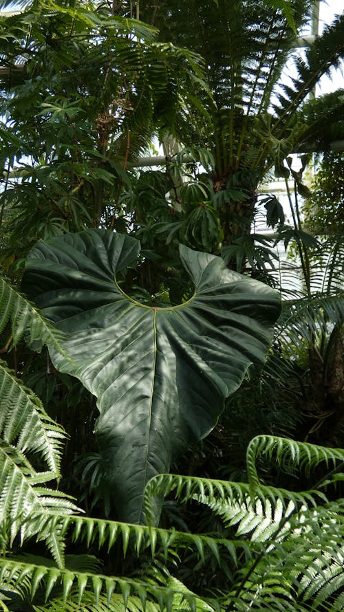 Imagine de stoc gratuită din anthurium, aroid, grădina botanică