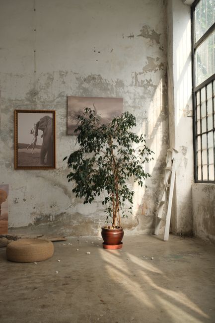 An abandoned room with a potted plant, vintage photos, and a rustic ladder by the window.