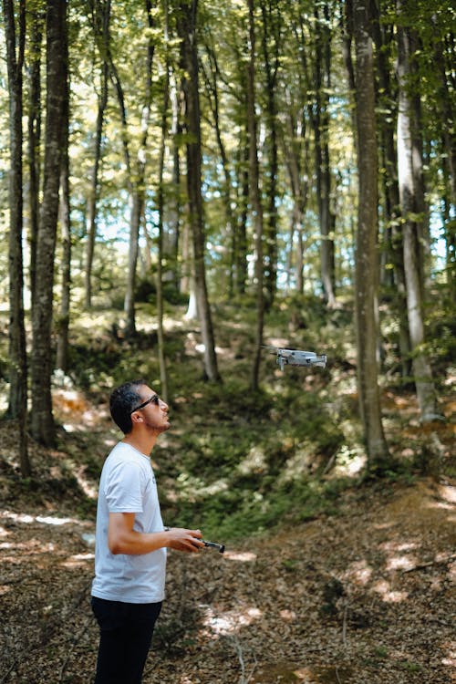 Foto d'estoc gratuïta de arbres, arbusts, bosc