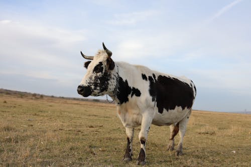 Бесплатное стоковое фото с животное, корова, лето