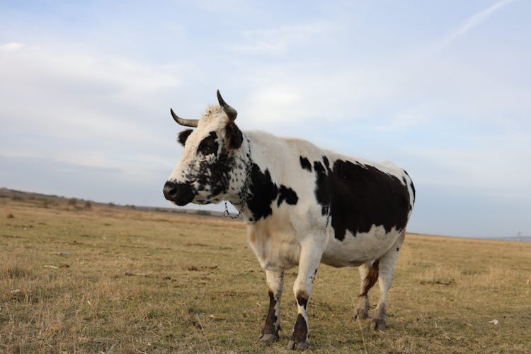 Cow On A Meadow 