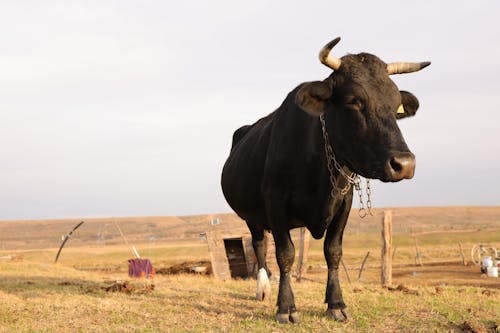 A Bull Standing on a Pasture 