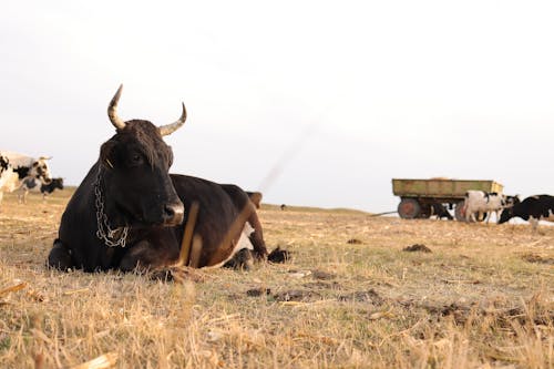 Ilmainen kuvapankkikuva tunnisteilla eläimet, härkä, kenttä