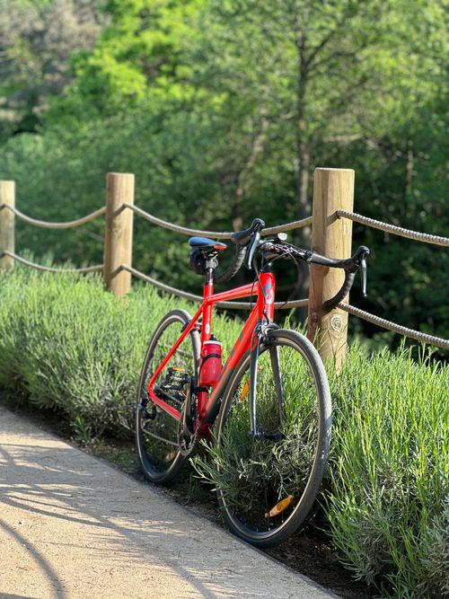 Free A vibrant red bicycle positioned alongside lush greenery on a sunlit park pathway. Stock Photo