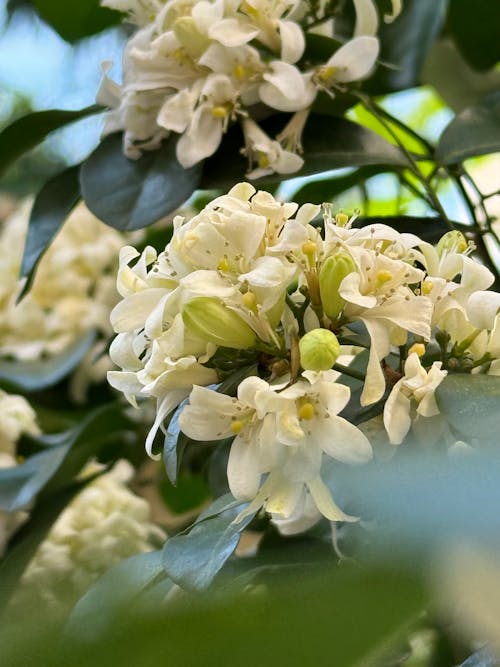 Immagine gratuita di bel fiore, fiori bianchi