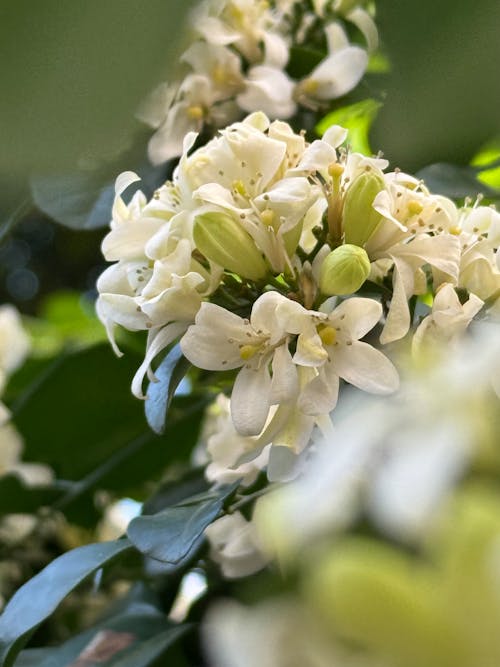 Immagine gratuita di fiori bianchi